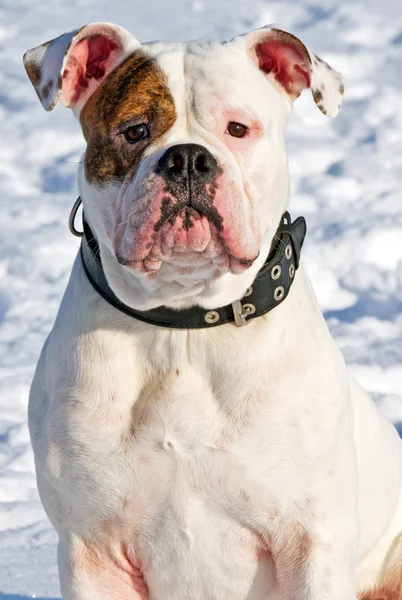 Retrato de um buldogue americano — Fotografia de Stock