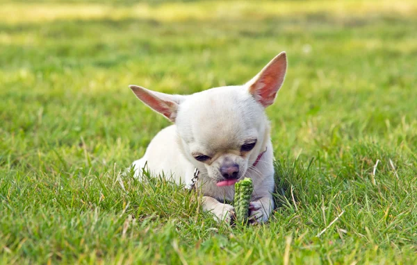 Mangiare cane — Foto Stock