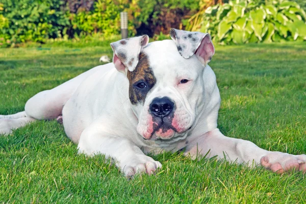 屋外の残りの部分を持っている犬 — ストック写真