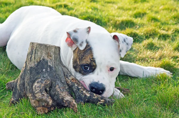 Köpek ile saplama — Stok fotoğraf