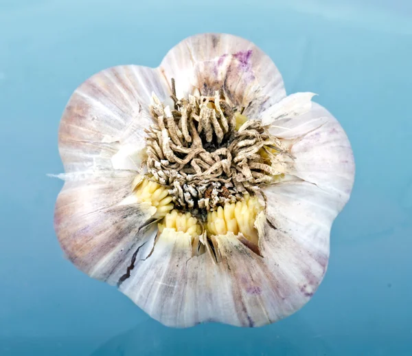 Garlic — Stock Photo, Image