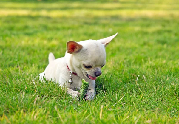 Niedlicher Hund frisst Gurke — Stockfoto