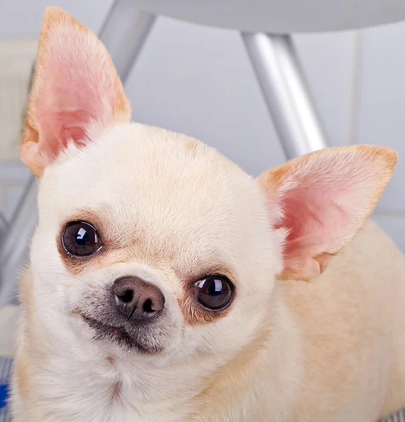 Söt hund — Stockfoto