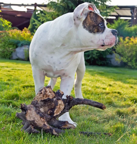 Spotted dog outdoors — Stock Photo, Image