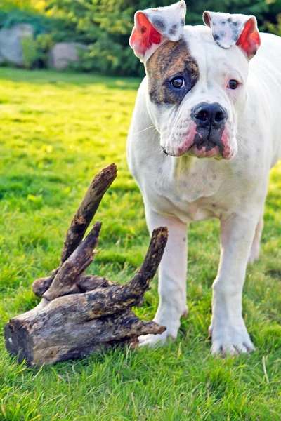 Pes stojící na trávě — Stock fotografie