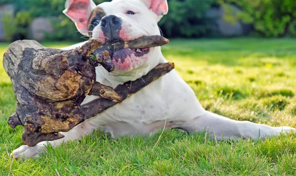 Cão brincando com toco na grama — Fotografia de Stock