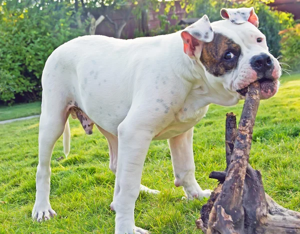 Hund spielt im Park — Stockfoto