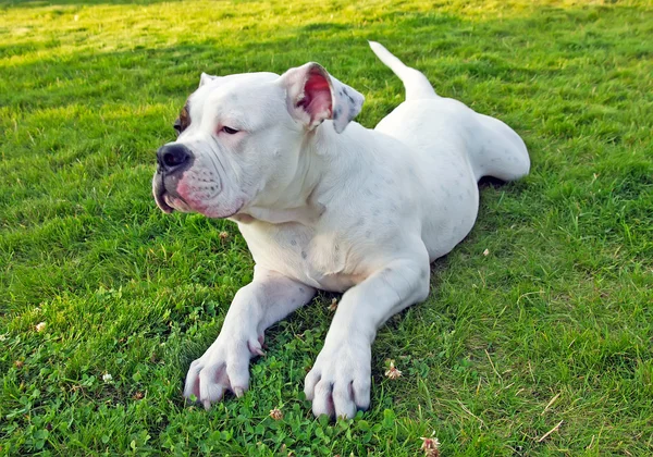 Amerikanische Bulldogge kriecht auf dem Gras — Stockfoto