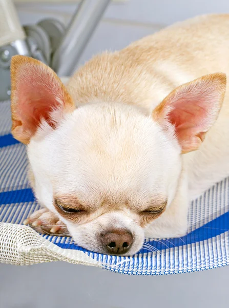 Chihuahua minúsculo adormecido — Fotografia de Stock