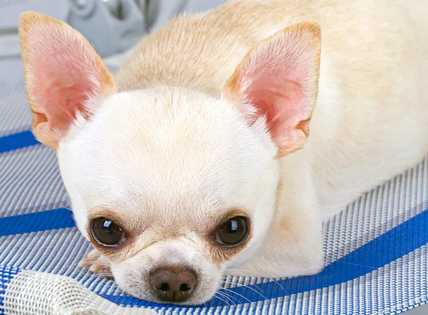 Cão pensativo — Fotografia de Stock