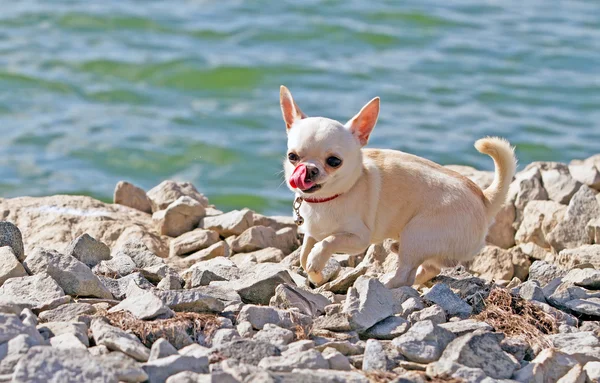 Chien près de la rivière — Photo