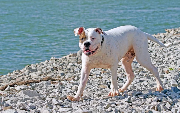 Щасливий собака добре проводить час на відкритому повітрі — стокове фото