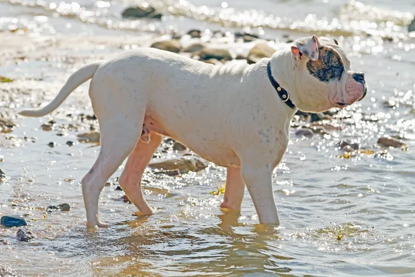 Bulldog americano parado en el agua — Foto de Stock