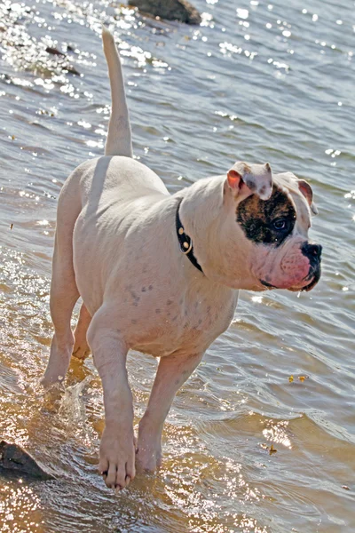 Fläckig amerikansk bulldog har kul i vatten — Stockfoto