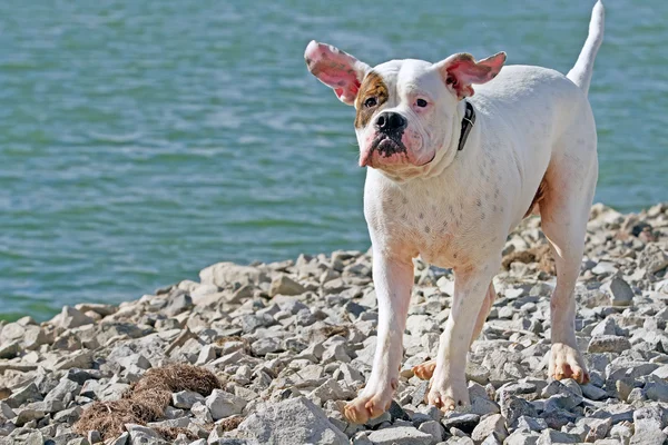 Fläckig amerikansk bulldog nära floden — Stockfoto