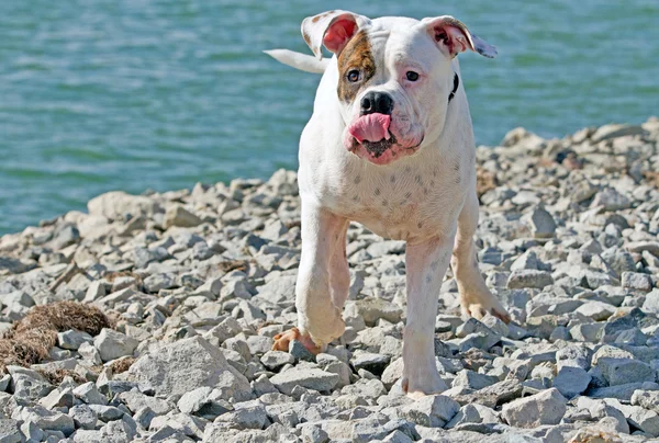 Rolig amerikansk bulldog — Stockfoto