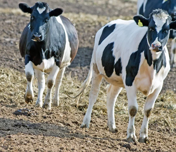 Ένα ζευγάρι των αγελάδων από το αγρόκτημα — Φωτογραφία Αρχείου