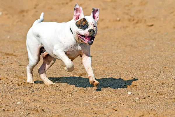 American bulldog running — Stock Photo, Image