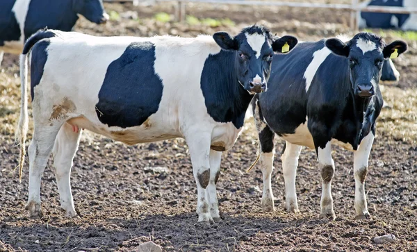 Duas vacas na quinta — Fotografia de Stock