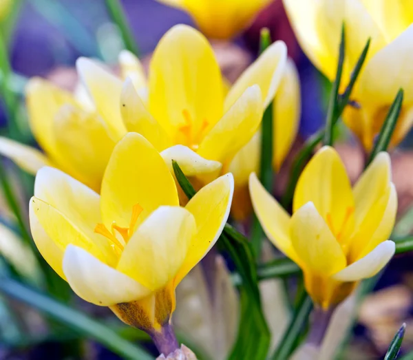 Gele Lentebloemen — Stockfoto