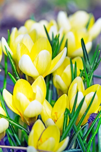 Image rapprochée de fleurs jaunes de printemps sur un été — Photo