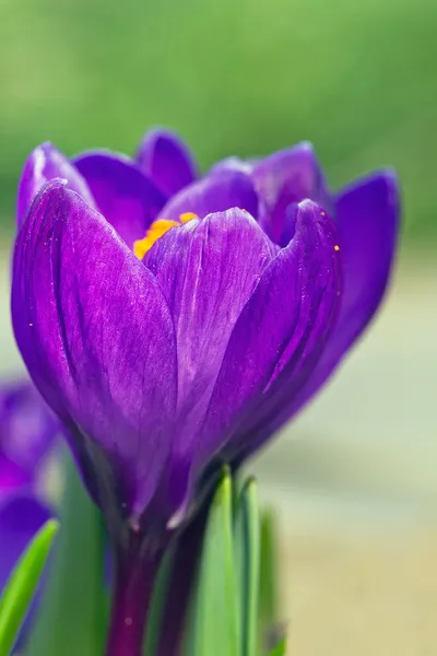 Close up picture of crocus — Stock Photo, Image