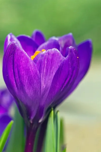 Close-up foto van crocus — Stockfoto