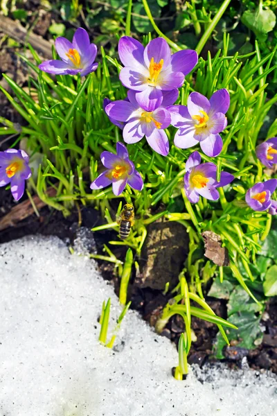 Bahar çiçekleri ve arı resmi kapatmak — Stok fotoğraf