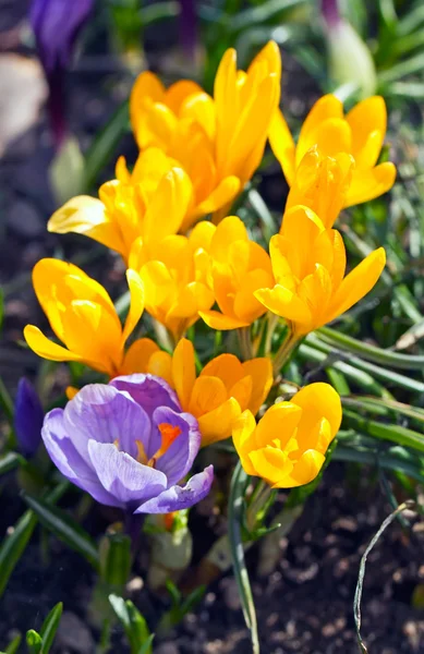 Våren blommor vertikal bild — Stockfoto