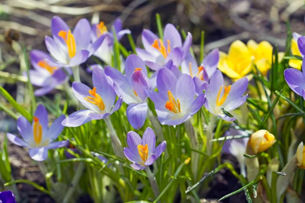 Vackra blå blommor — Stockfoto