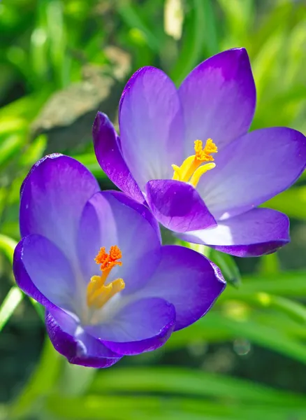 Dos hermosas flores — Foto de Stock