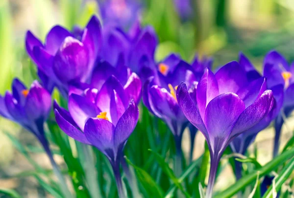 Blålila blommor — Stockfoto