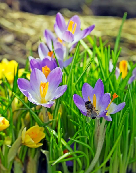 Spring flowers and a fly Royalty Free Stock Images