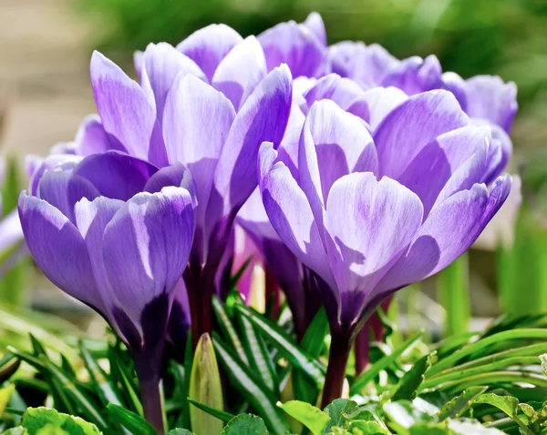 Violer schöne Blumen — Stockfoto