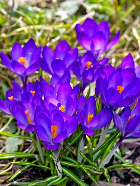 Vackra vårblommor — Stockfoto