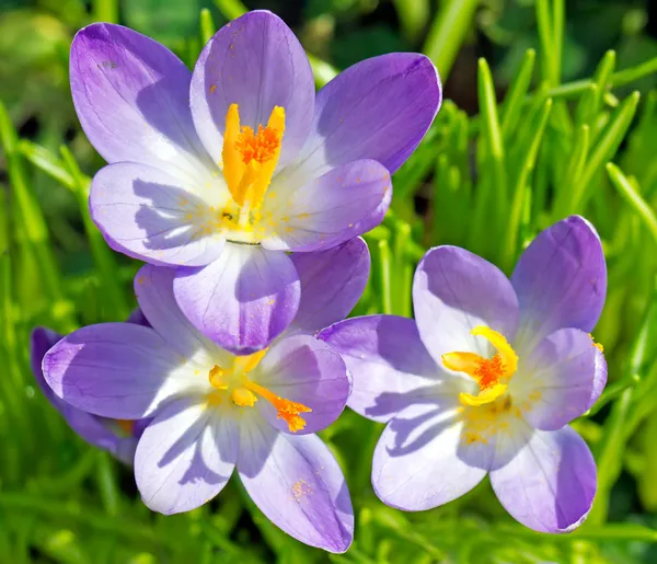 Три цветка — стоковое фото