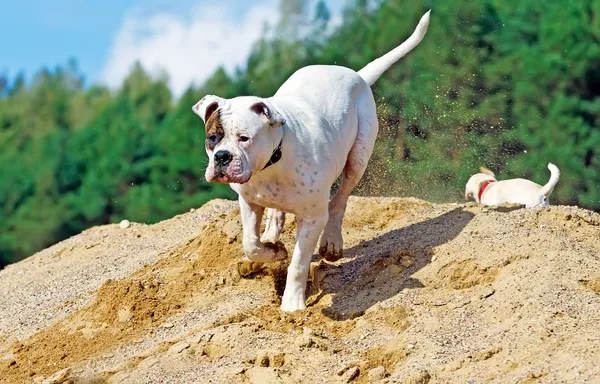 Köpek having fun — Stok fotoğraf