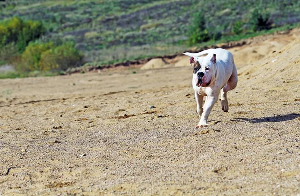 Corriendo enorme perro — Foto de Stock