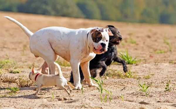 Jogando cães — Fotografia de Stock