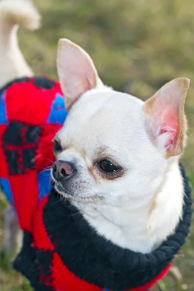 Chihuahua em uma camisola — Fotografia de Stock