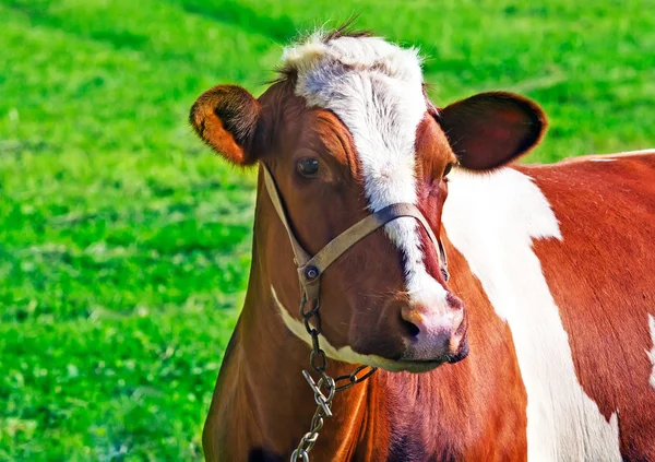 Mucca in un giorno d'estate — Foto Stock