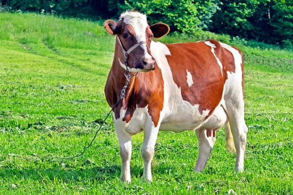 Vaca jovem — Fotografia de Stock