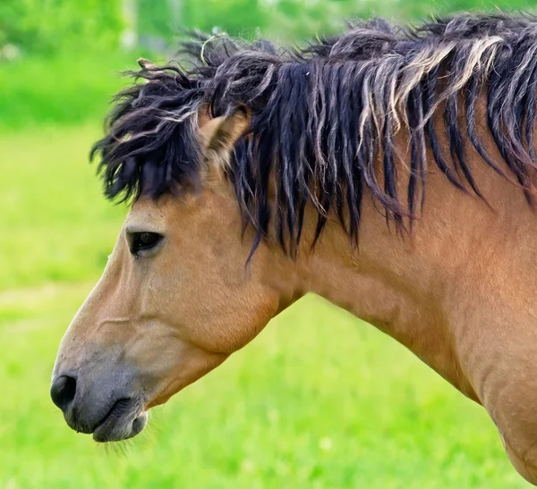 Hästens huvud — Stockfoto