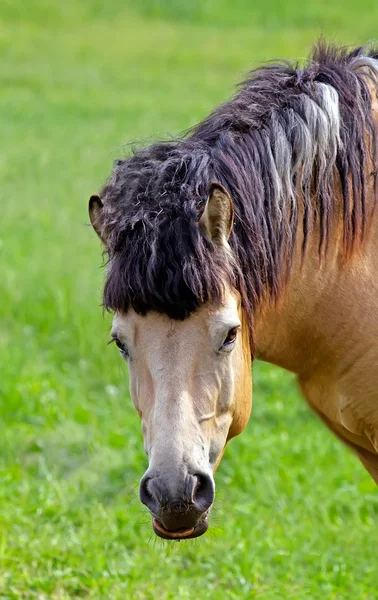 Porträt eines Pferdes — Stockfoto