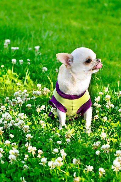 Chihuahua pequeno — Fotografia de Stock