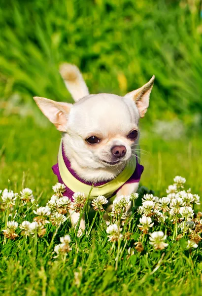 Lindo perro pequeño — Foto de Stock