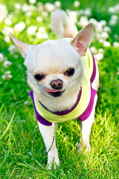 Cão pequeno — Fotografia de Stock