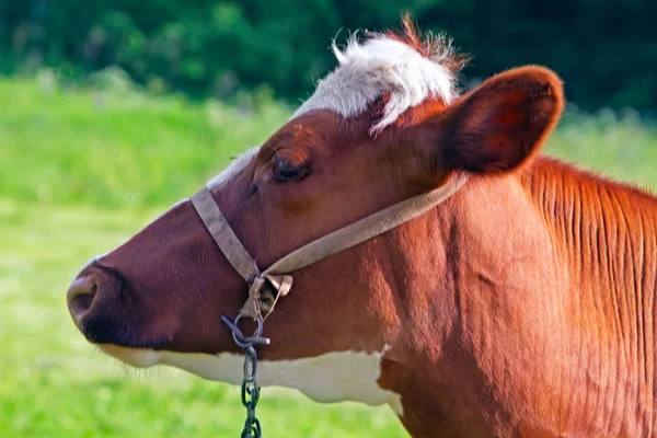Vaca lechera marrón —  Fotos de Stock