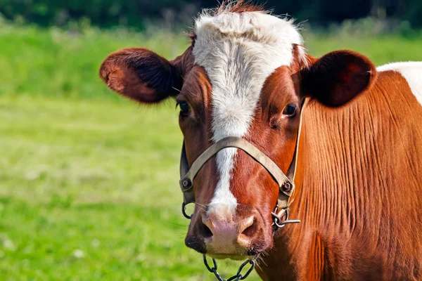 Корова локінг на камеру — стокове фото