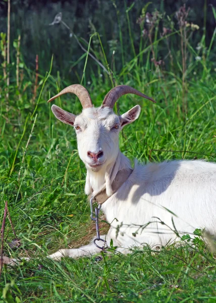 Imagem de cabra branca — Fotografia de Stock